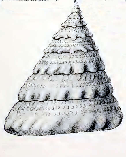 Image of Trochus noduliferus Lamarck 1822