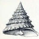 Image of Trochus noduliferus Lamarck 1822