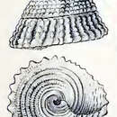 Image of Trochus squarrosus Lamarck 1822