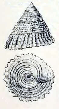 Image of Trochus squarrosus Lamarck 1822