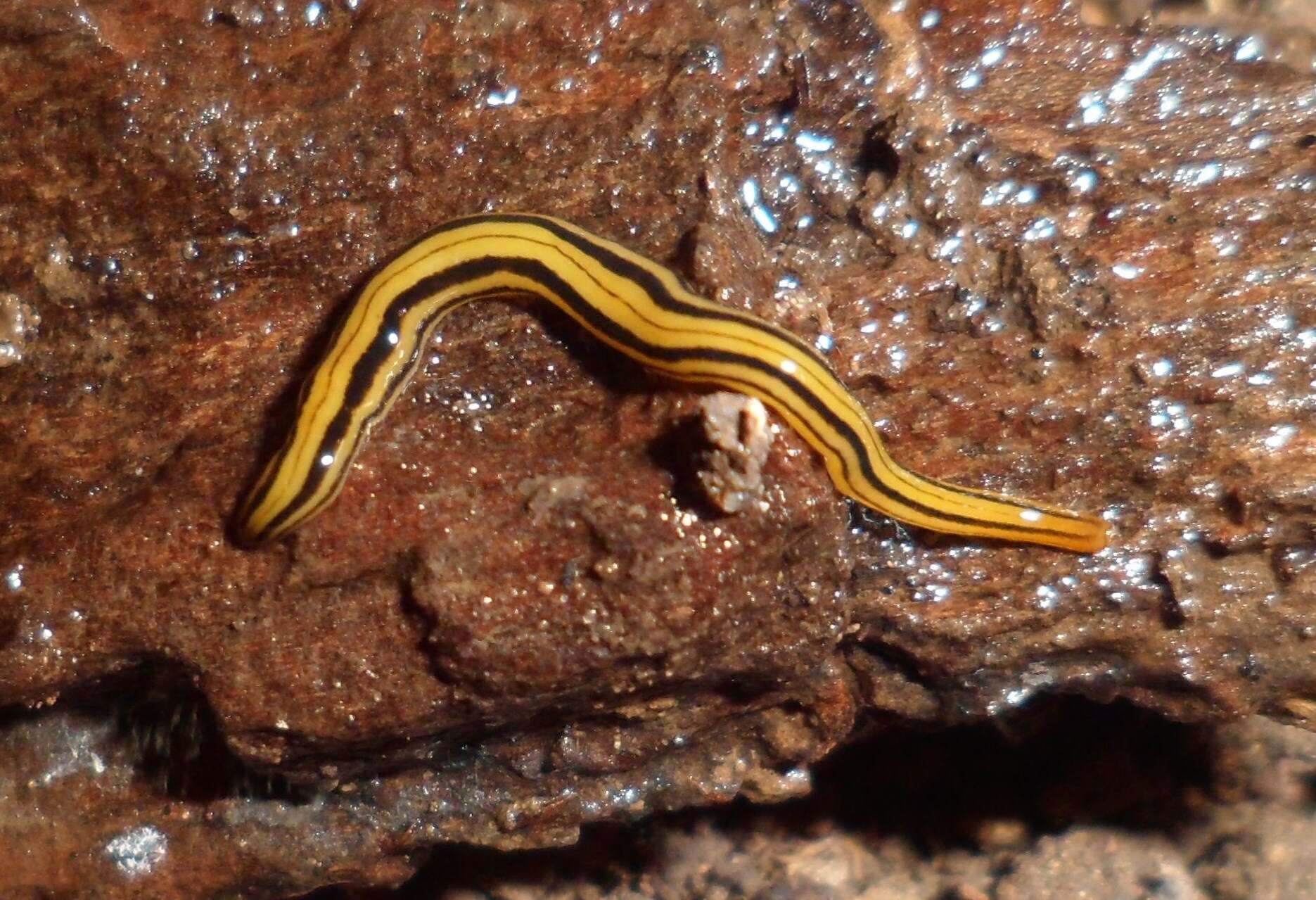 Image of Luteostriata