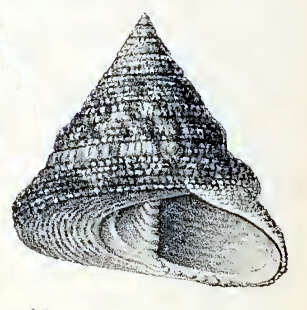 Image of Trochus subincarnatus P. Fischer 1879