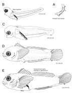 Image of Plumose sculpin