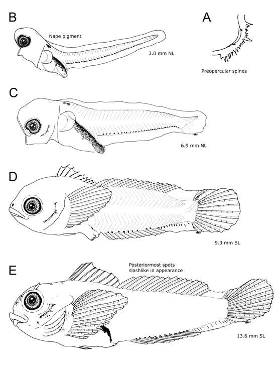 Image of Plumose sculpin