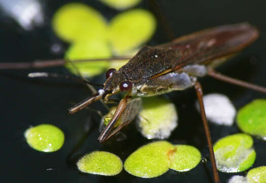 Image of Pond Skate