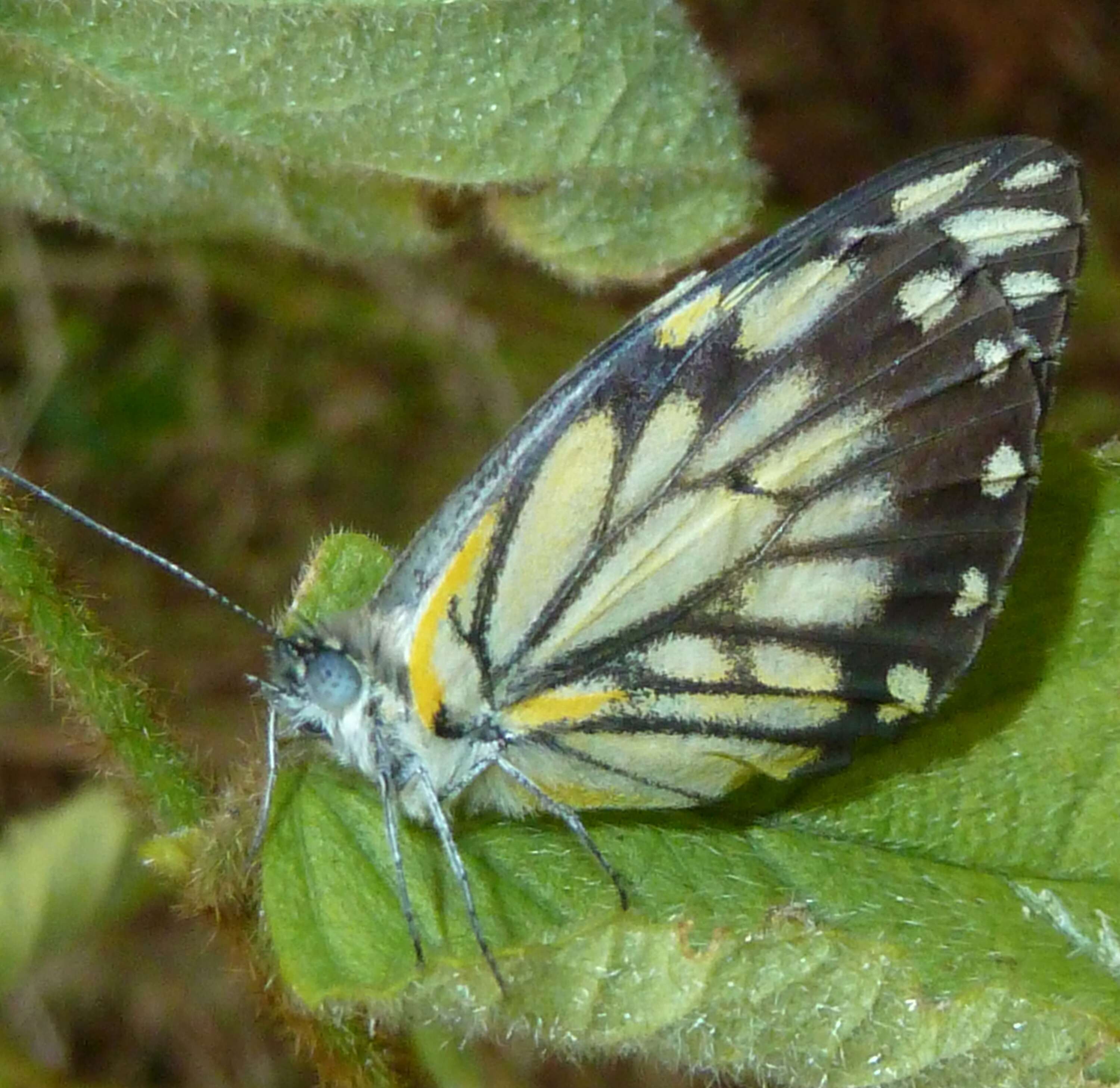 Image of Belenois gidica (Godart (1819))