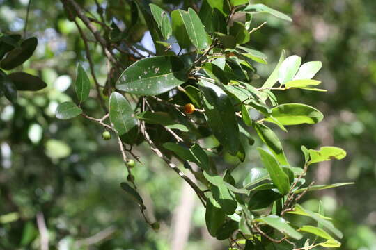 Image of Drypetes sepiaria (Wight & Arn.) Pax & K. Hoffm.