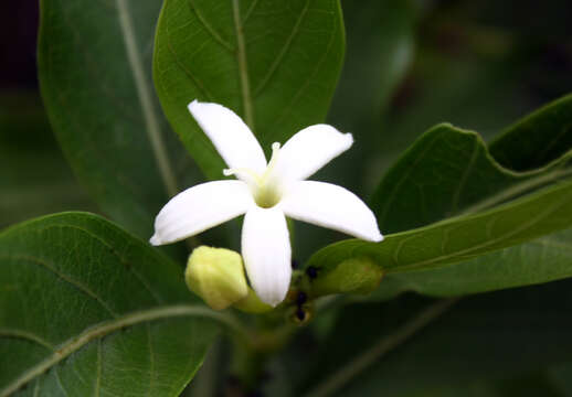 Image of Morinda tinctoria