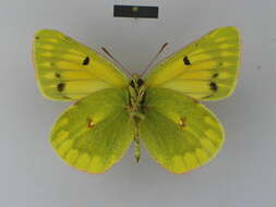 Image of Colias nina Fawcett 1904