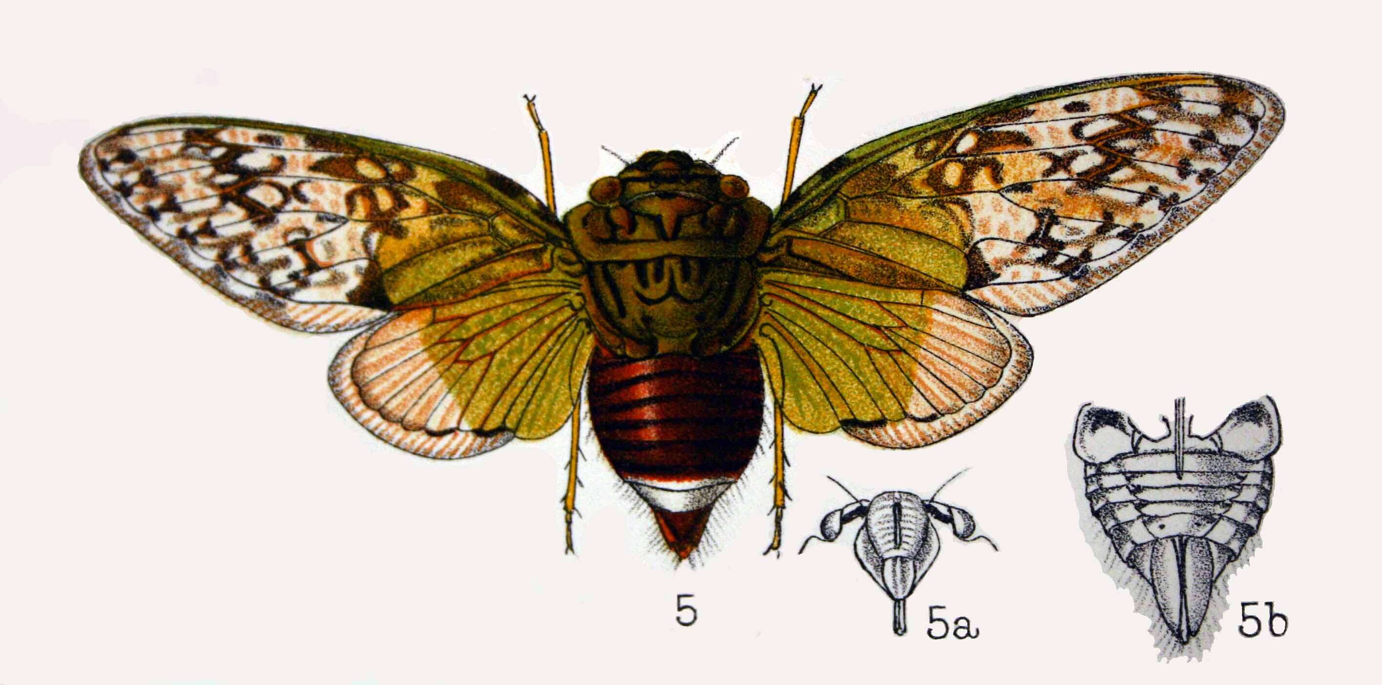 Plancia ëd Pycna semiclara (Germar 1834)