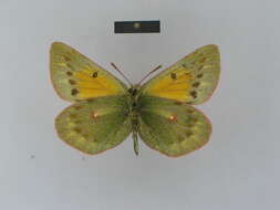 Imagem de Colias dubia Elwes 1907