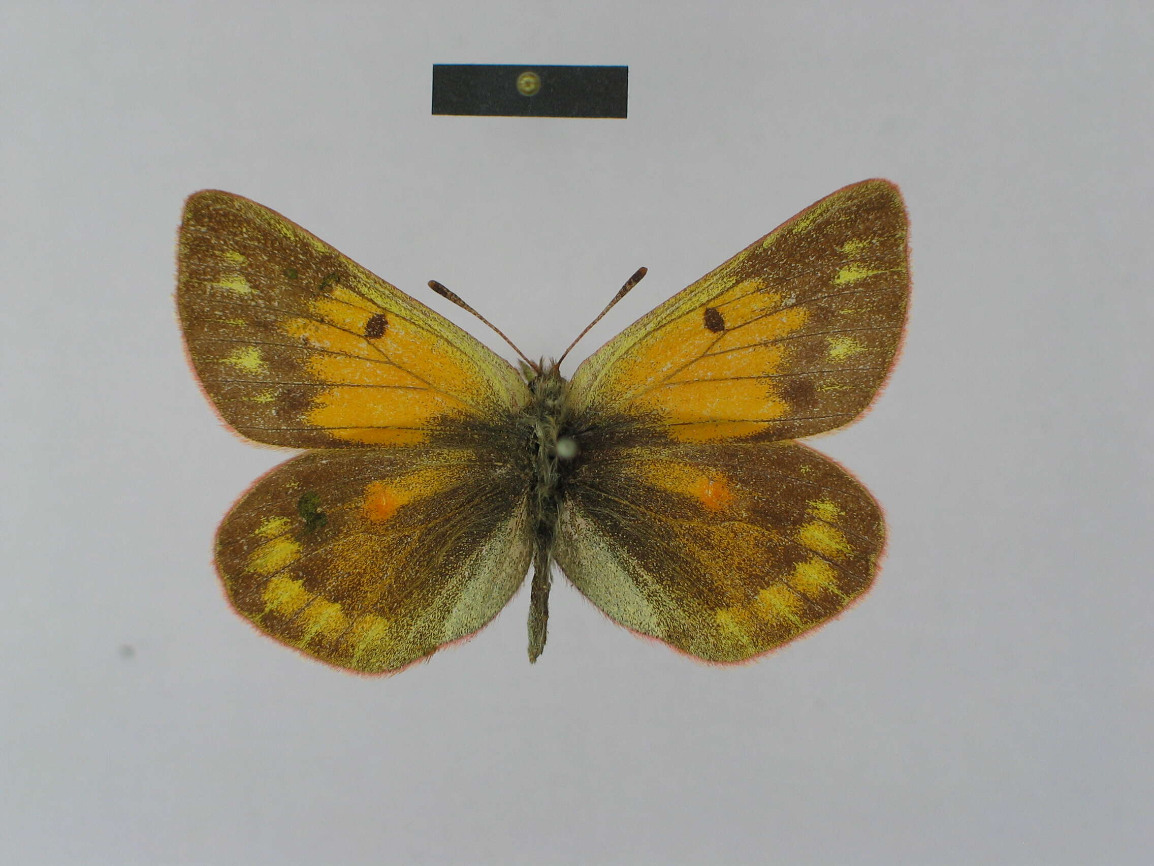 Imagem de Colias dubia Elwes 1907