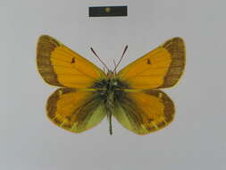 Imagem de Colias dubia Elwes 1907