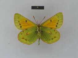 Imagem de Colias dubia Elwes 1907