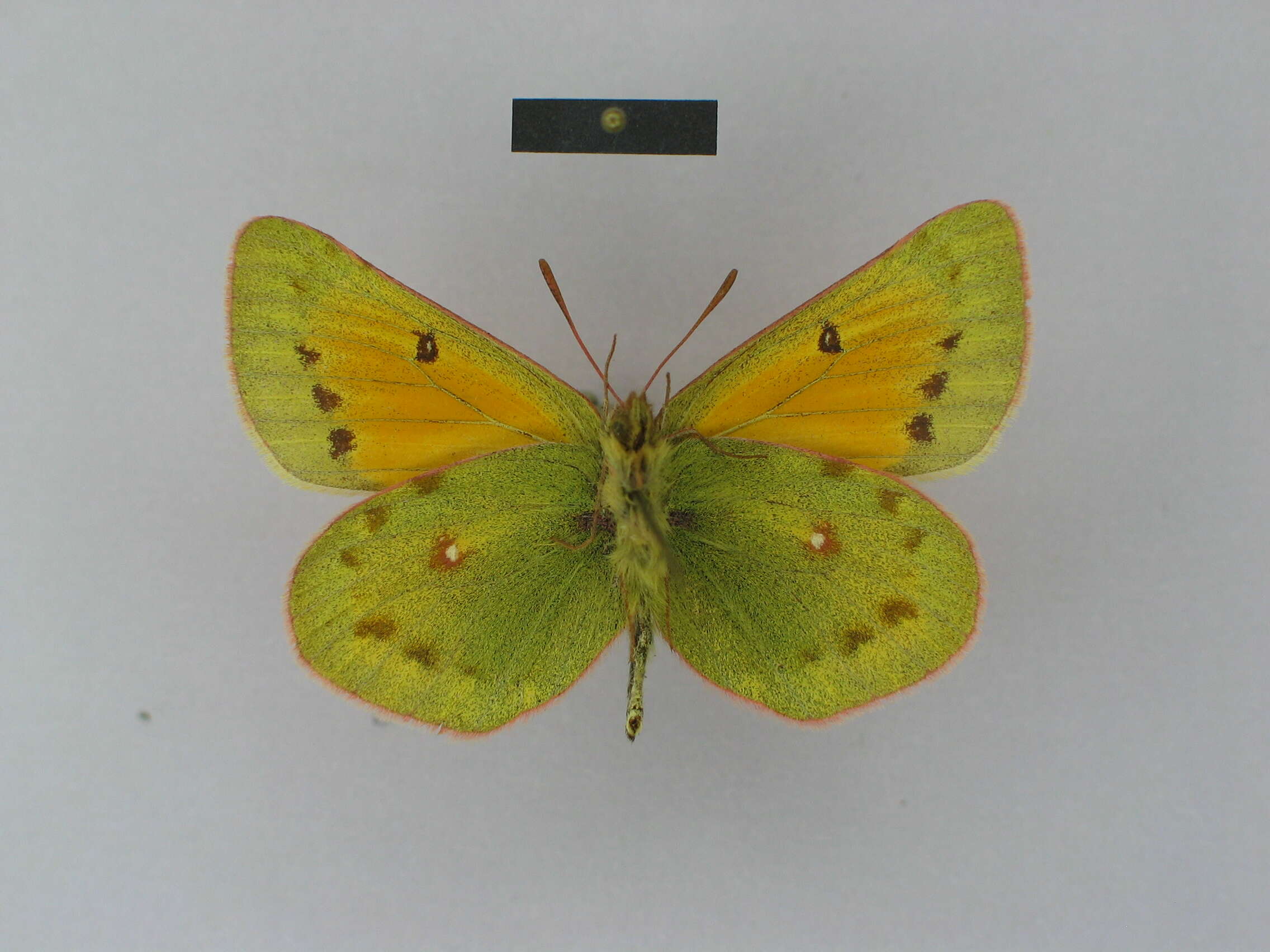 Imagem de Colias dubia Elwes 1907