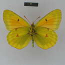 Image of Colias felderi Grum-Grshimailo 1891