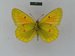 Colias felderi Grum-Grshimailo 1891的圖片