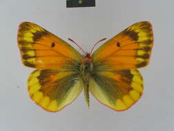 Colias felderi Grum-Grshimailo 1891的圖片