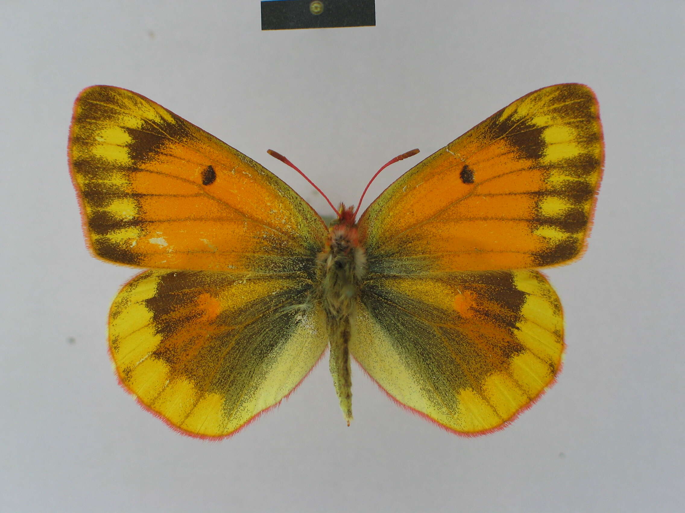 Colias felderi Grum-Grshimailo 1891的圖片