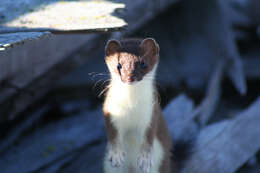 Image of ermine