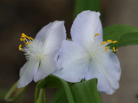 Tradescantia ozarkana E. S. Anderson & Woodson的圖片