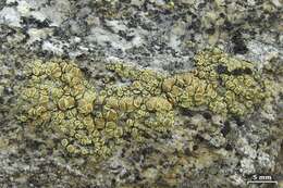 Image of Lecanora stenotropa Nyl.