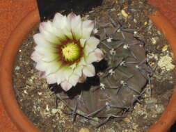 Imagem de <i>Gymnocalycium quehlianum</i>