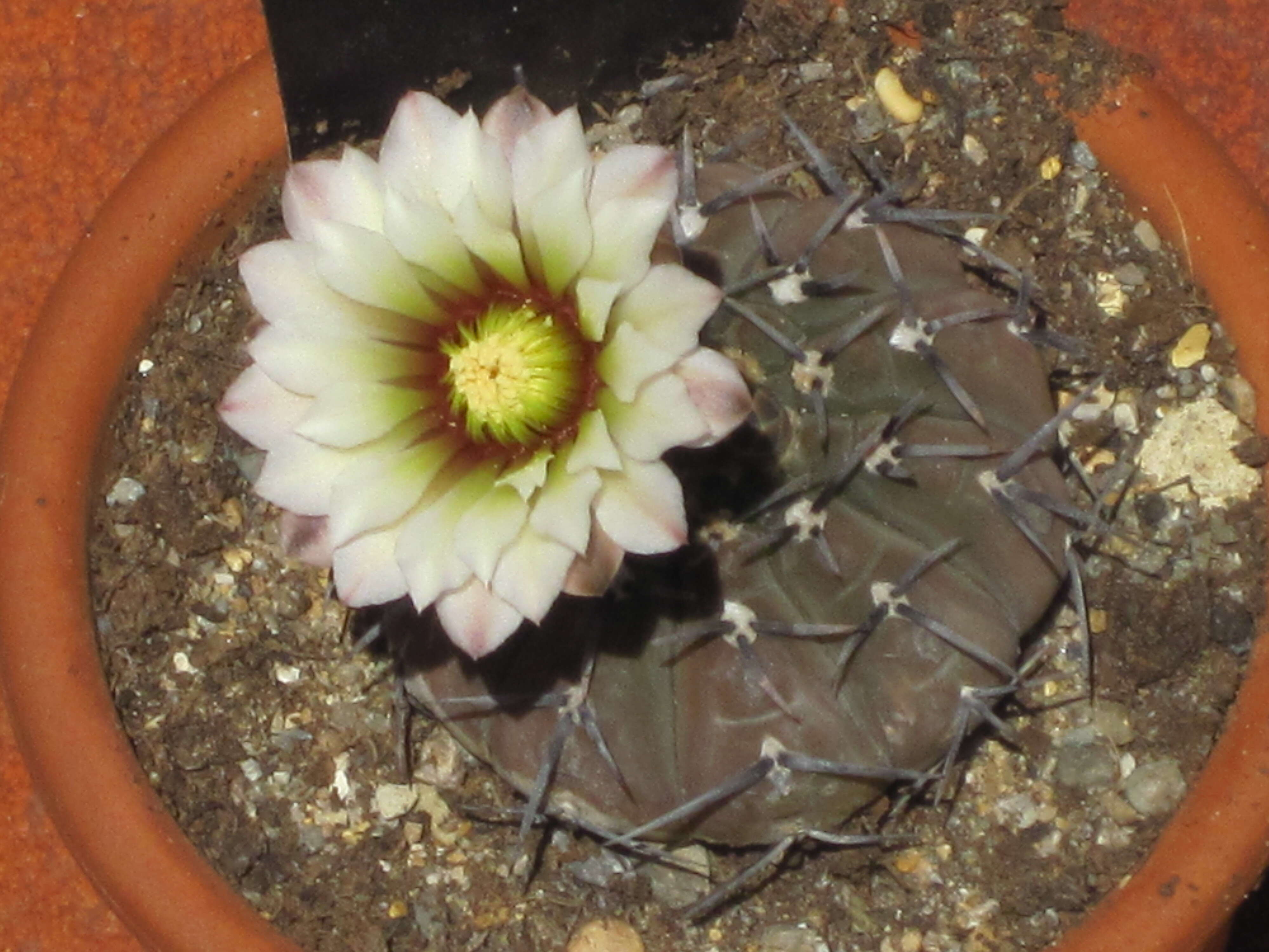 Image of <i>Gymnocalycium quehlianum</i>