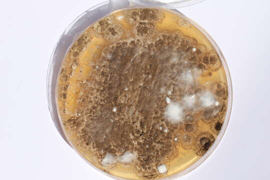 Image of Penicillium