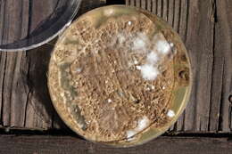 Image of Penicillium