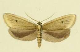 Image of Avaria hyerana Milliére 1857