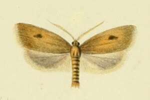 Image of Avaria hyerana Milliére 1857