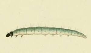 Image of Avaria hyerana Milliére 1857