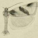 Image of Clepsis praeclarana Kennel 1899