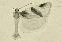 Image of Clepsis praeclarana Kennel 1899