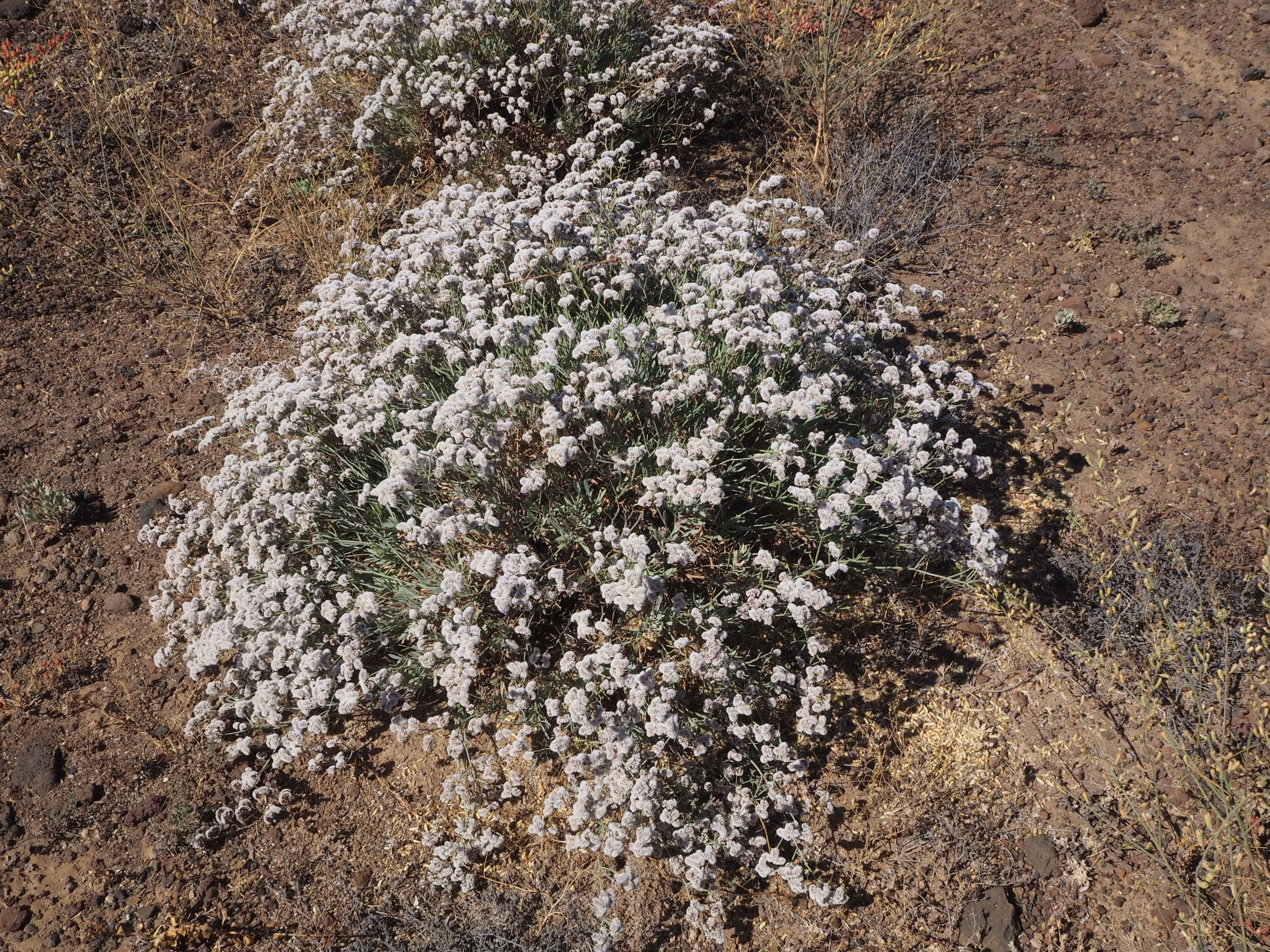 Limonium pectinatum (Ait.) Kuntze resmi