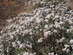 Limonium pectinatum (Ait.) Kuntze resmi