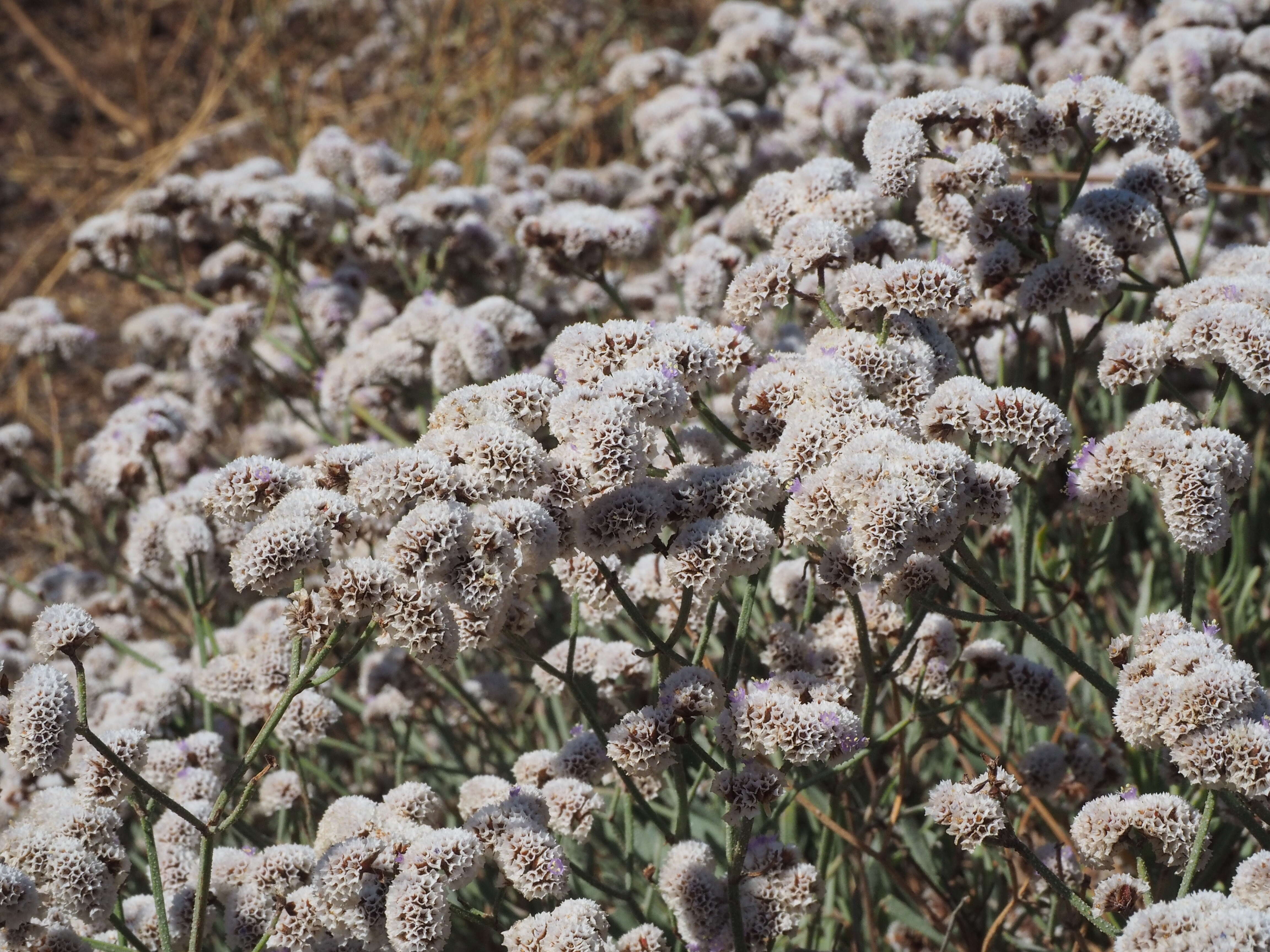 Limonium pectinatum (Ait.) Kuntze resmi