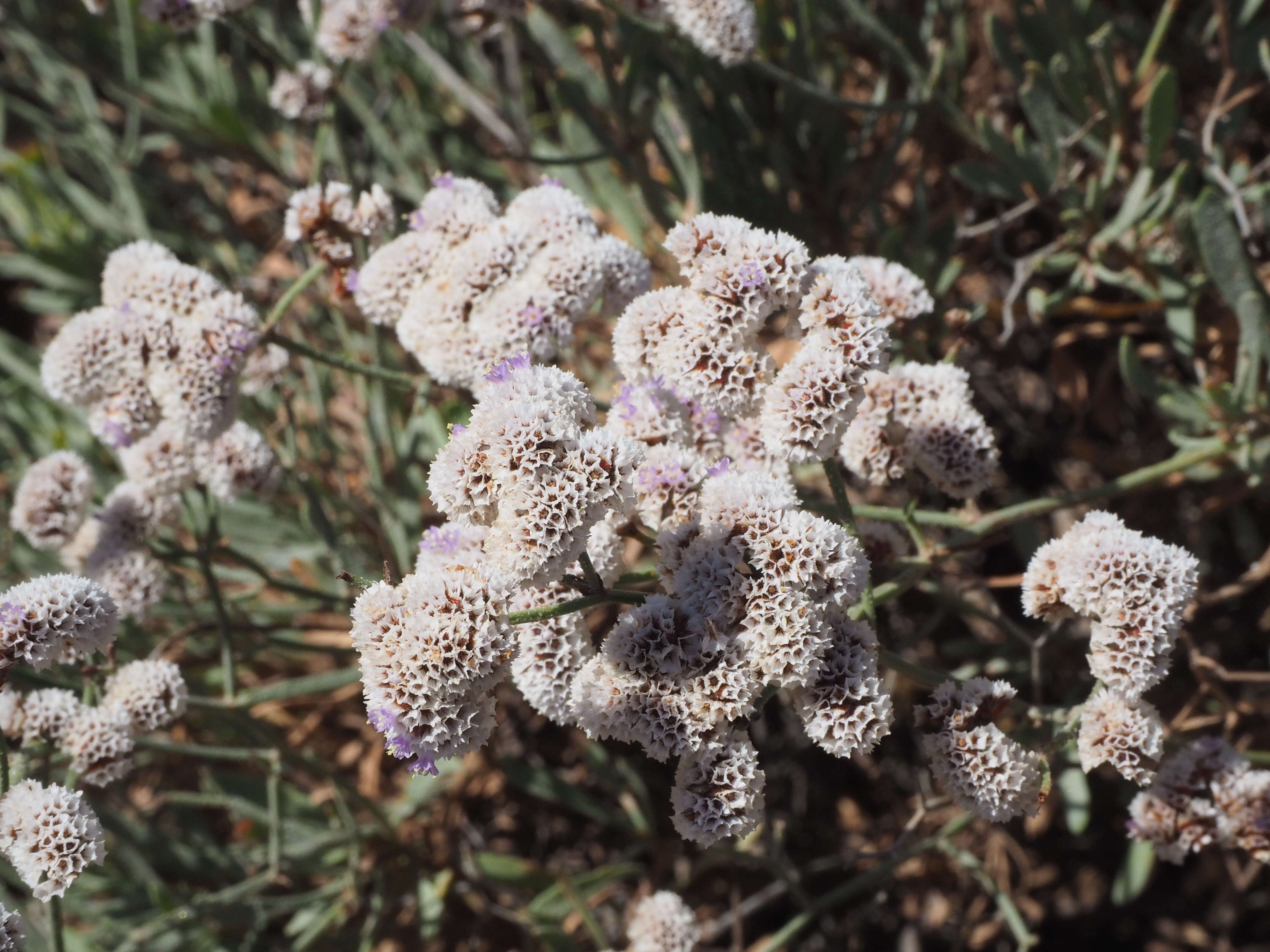 Limonium pectinatum (Ait.) Kuntze resmi