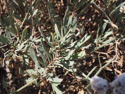 Limonium pectinatum (Ait.) Kuntze resmi