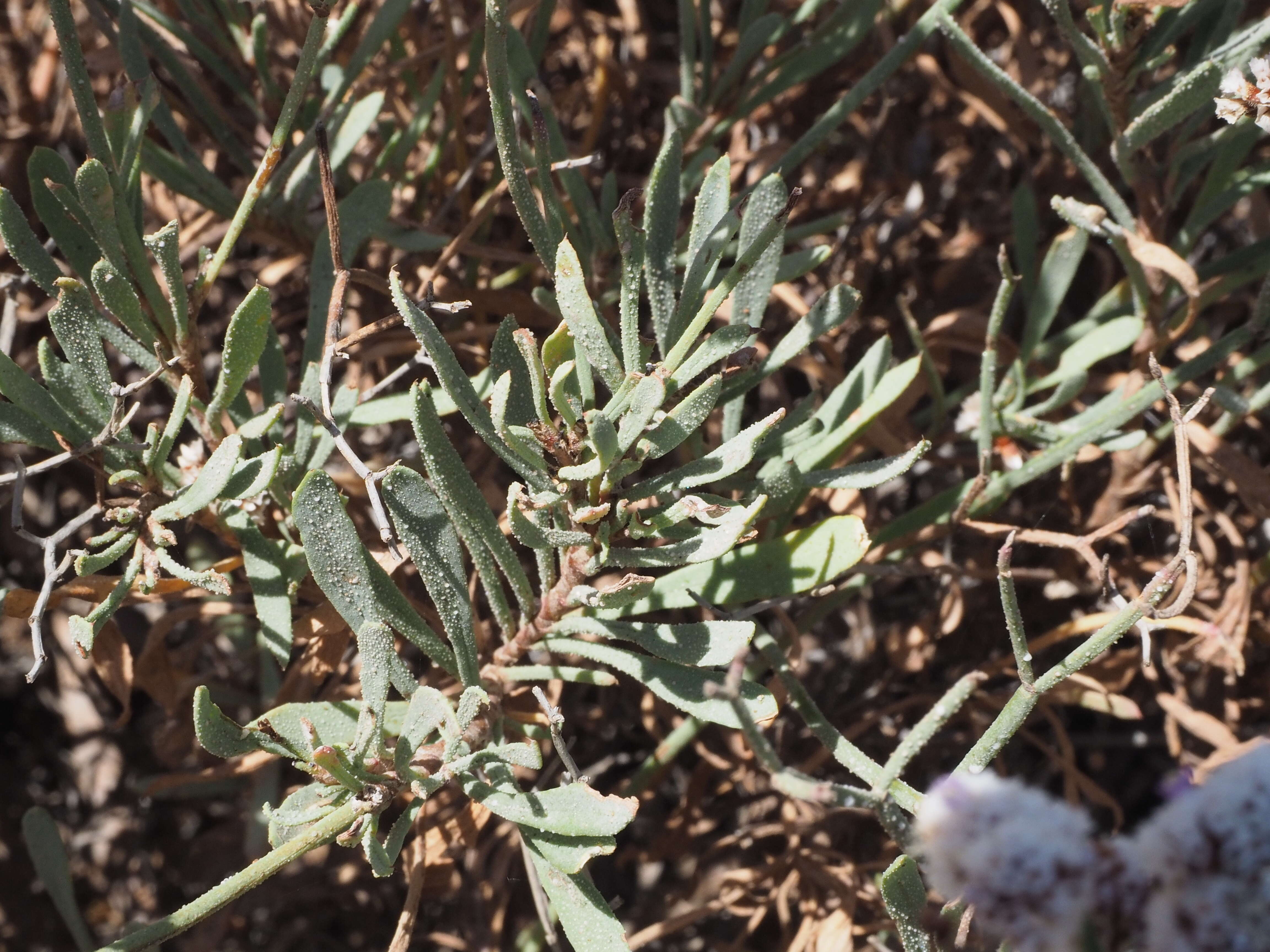 Limonium pectinatum (Ait.) Kuntze resmi