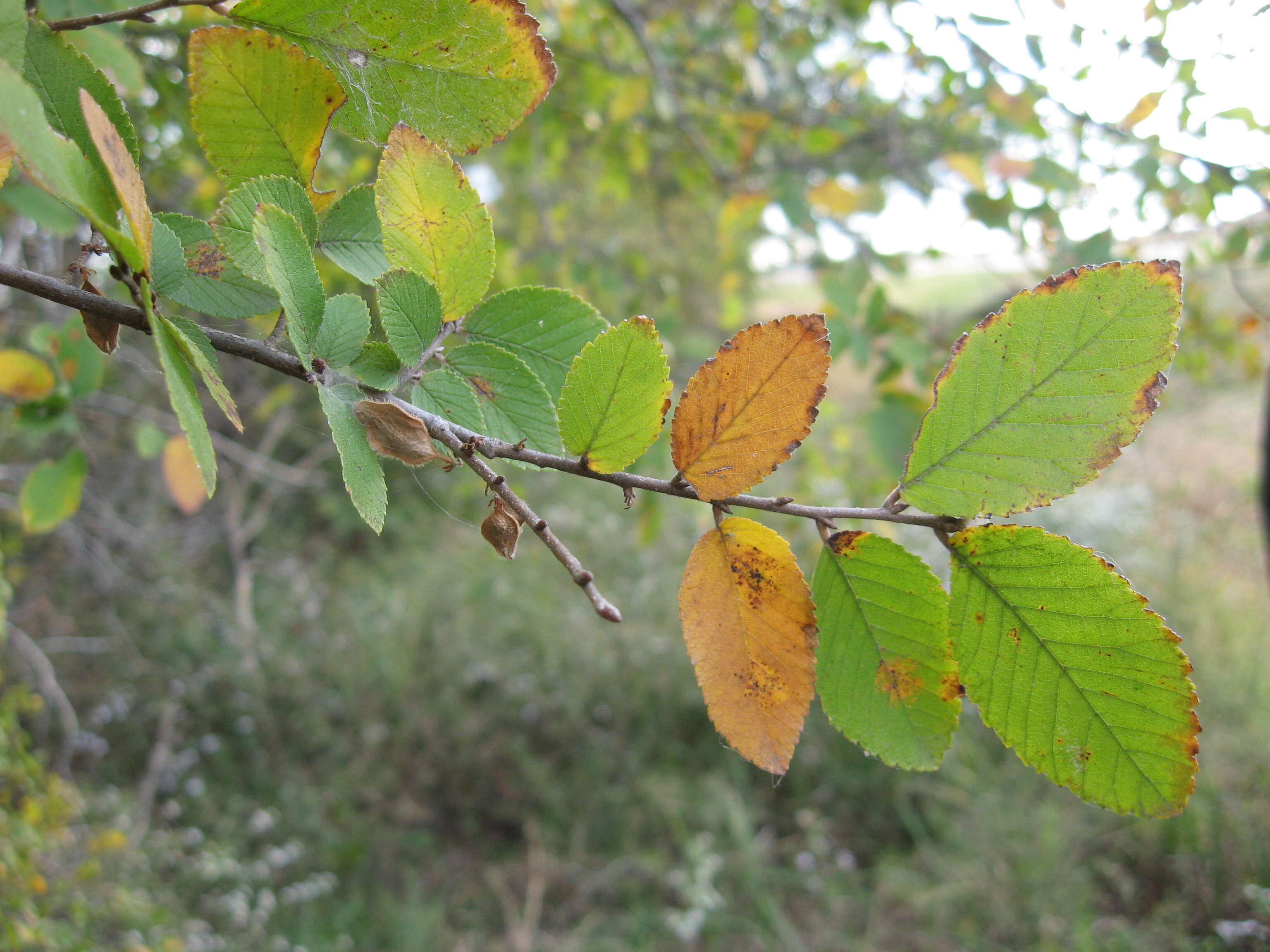 Image of cedar elm