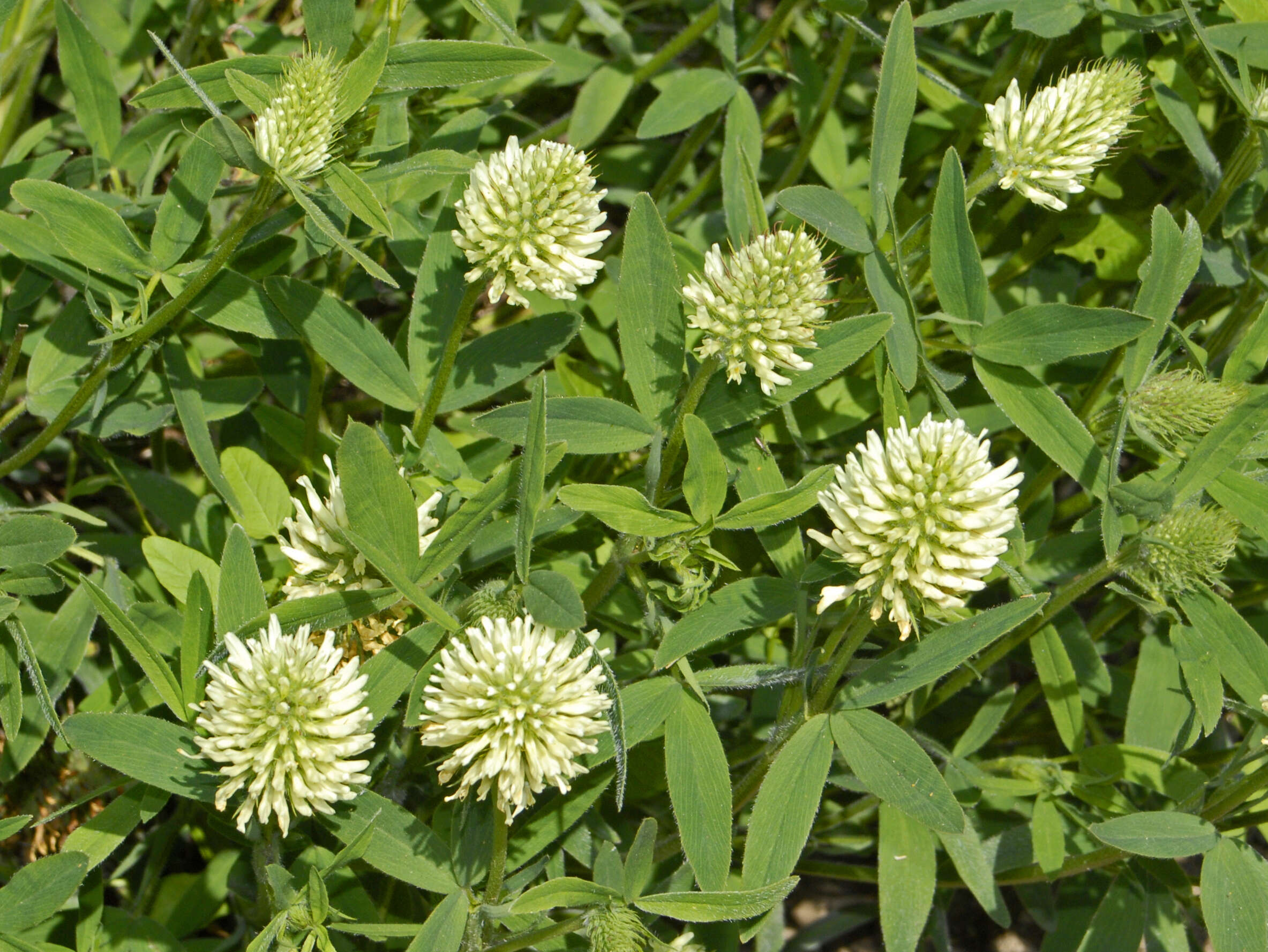 Imagem de Trifolium pannonicum Jacq.