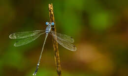 Image de Lestes praemorsus Hagen ex Selys 1862