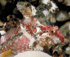 Image of Plumose sculpin