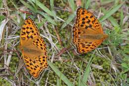 Image of High brown fritillary