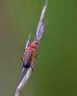 Image de Cantharis rufa