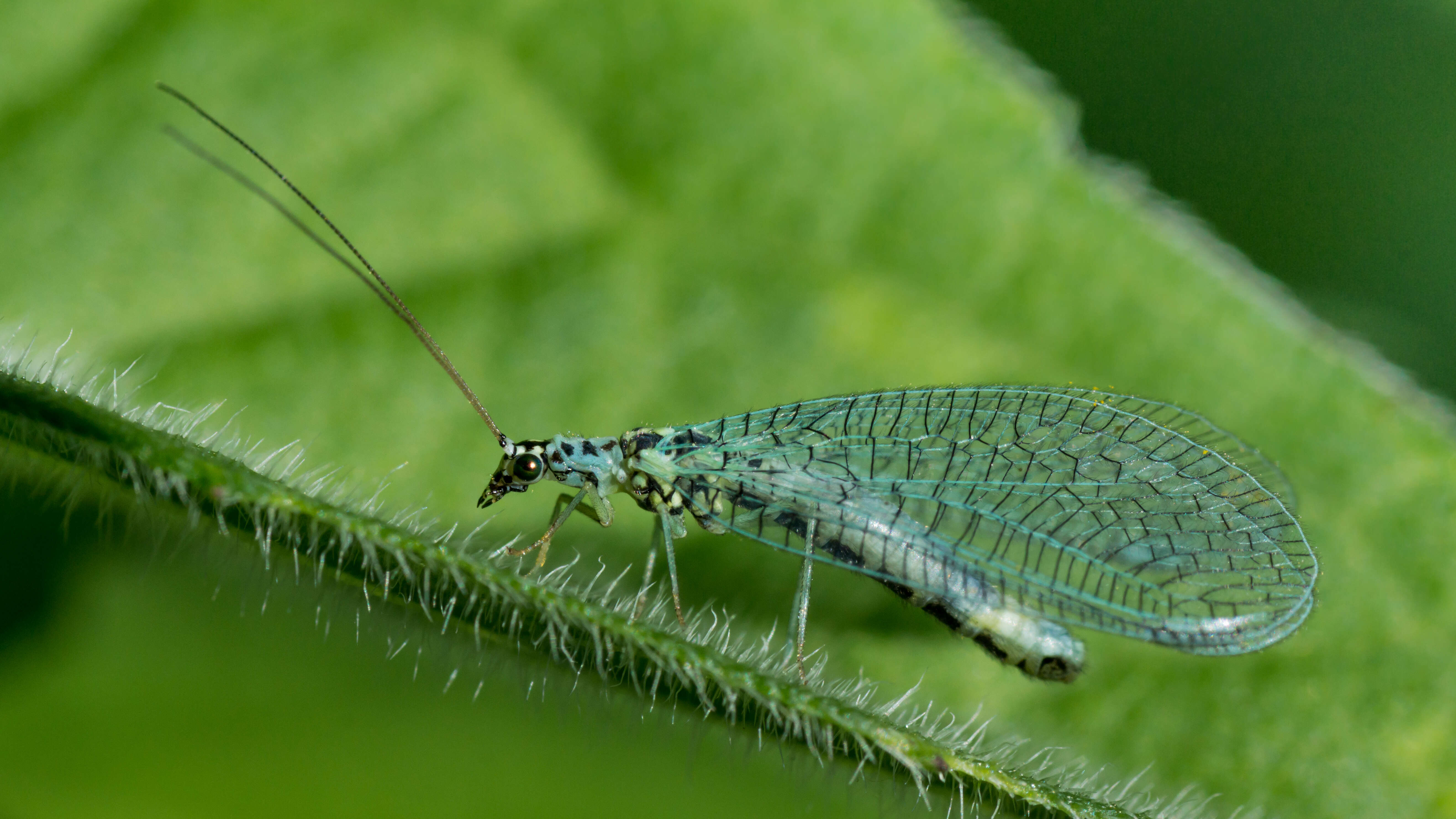 Image of Green lacewing