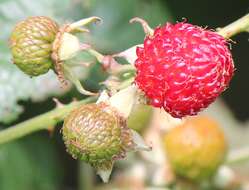 Image of Rubus crataegifolius Bunge