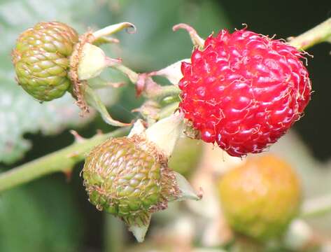 Image of Rubus crataegifolius Bunge